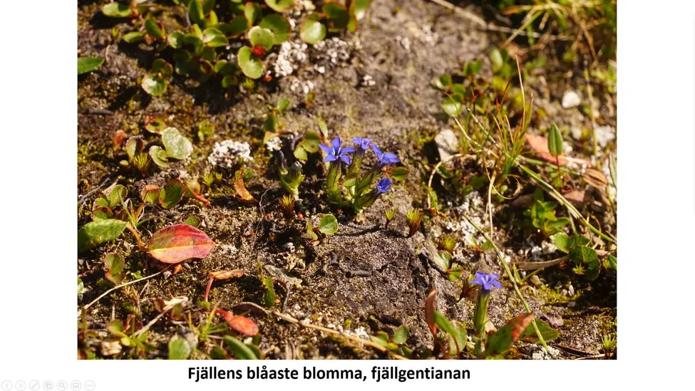 Klicka för att förstora