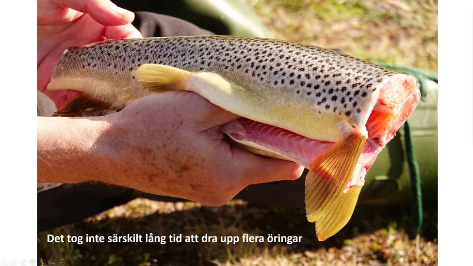 Klicka för att förstora