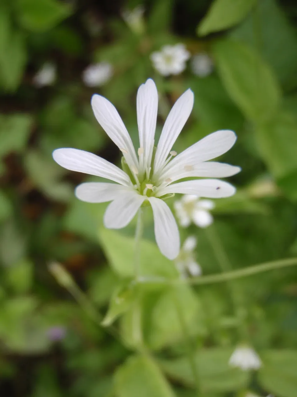 Klicka för att förstora