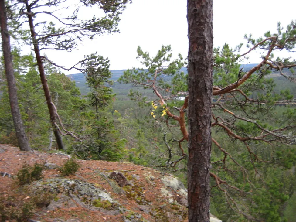 Klicka för att förstora