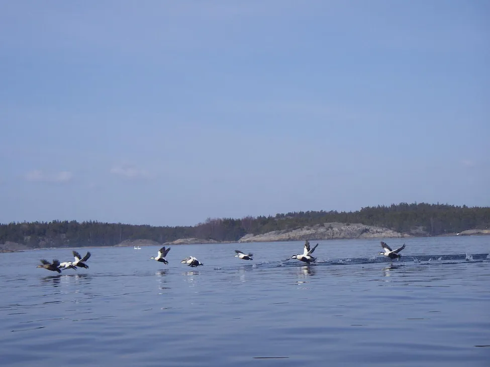 Klicka för att förstora