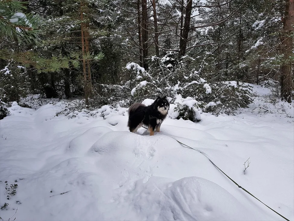 Klicka för att förstora