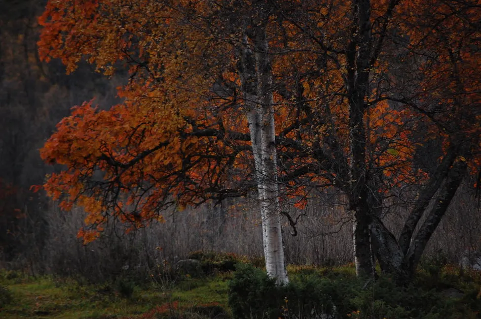 Klicka för att förstora