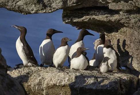 Livesändningar från sillgrisslorna på Gotland fick stort gensvar