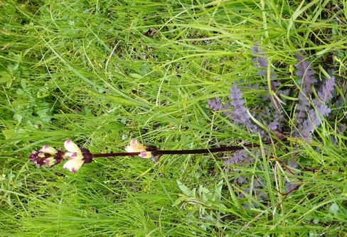 Fyra gubbar i Sarek(4) - Resten av vandringen