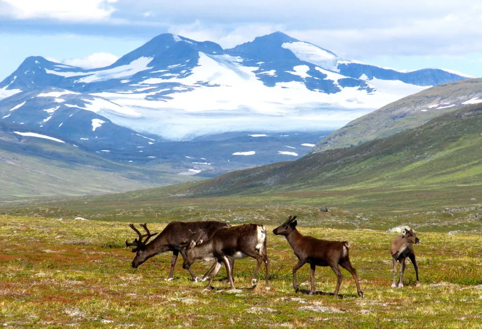 Klicka för att förstora