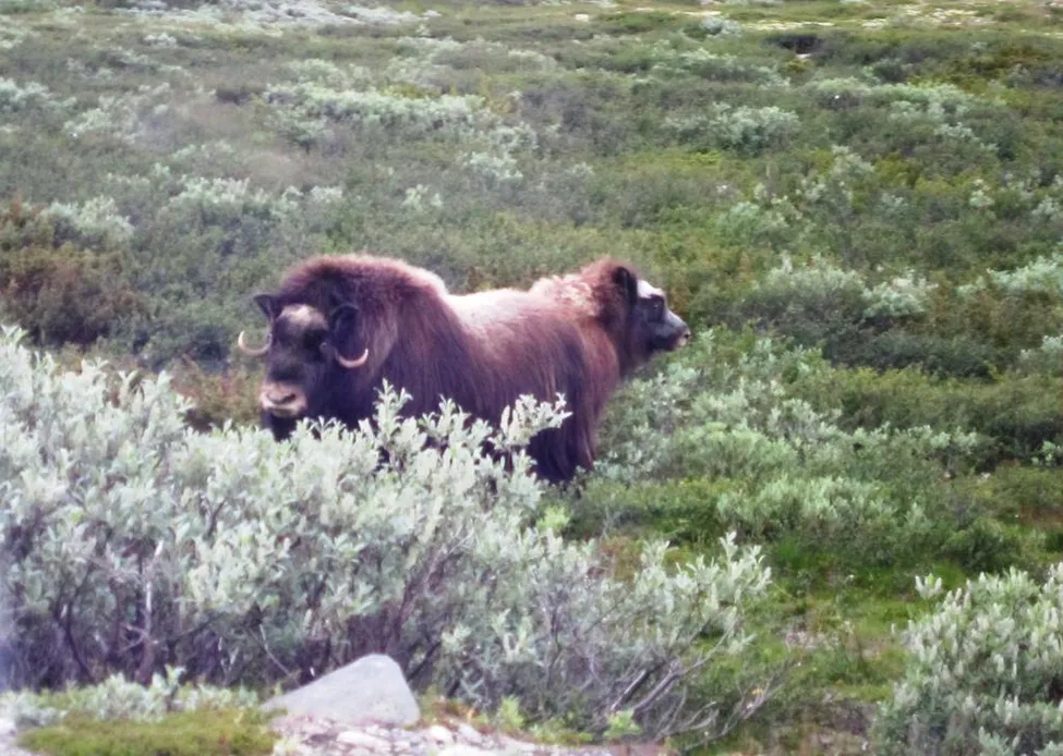 Klicka för att förstora