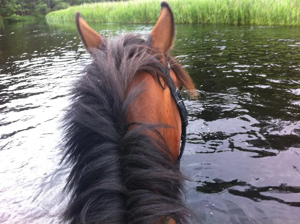 Klicka för att förstora