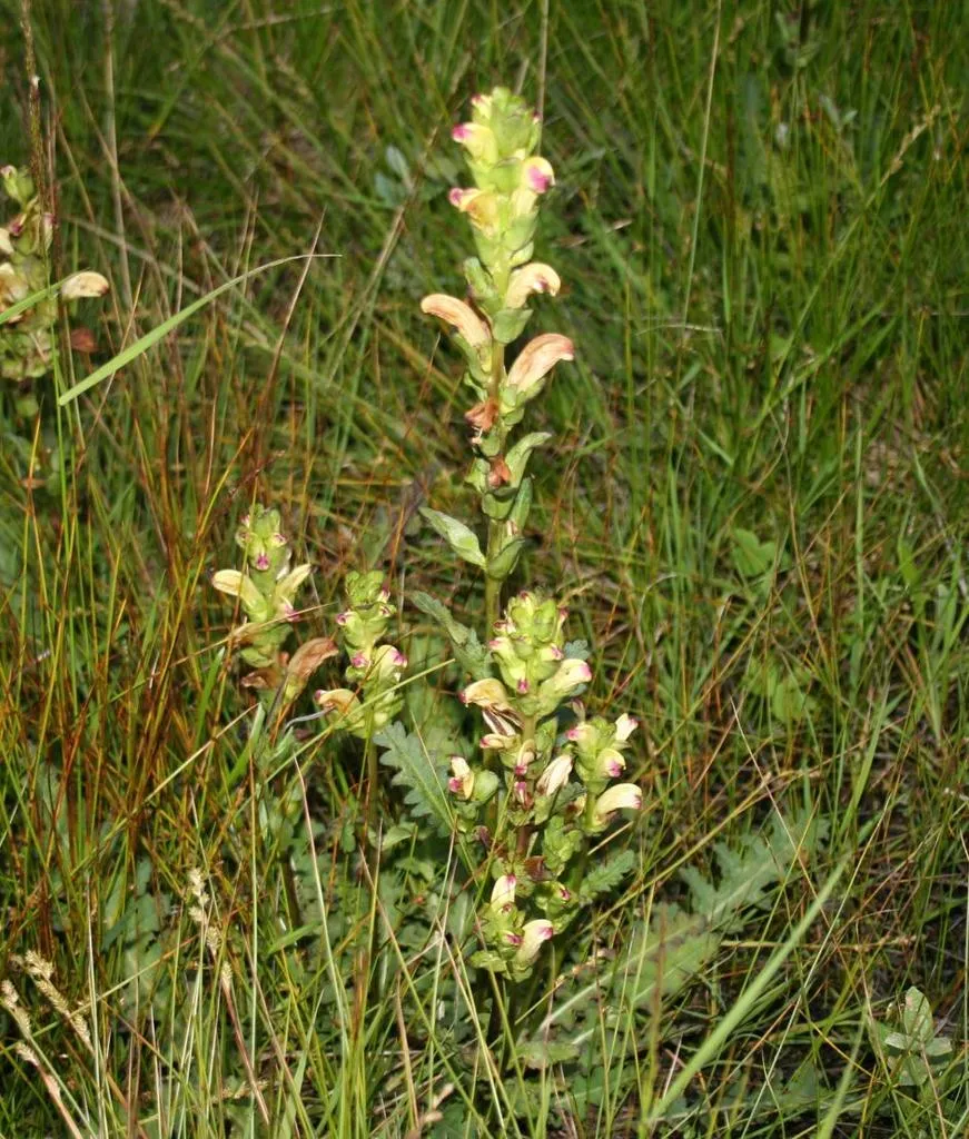 Klicka för att förstora