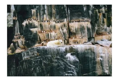 isbjörn Alkefjället