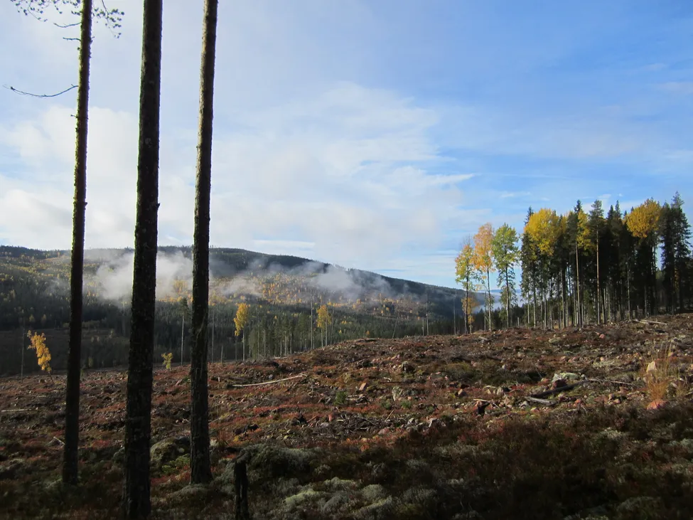 Klicka för att förstora