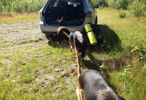 Nybörjare med hund planerar fjällvandring Storulvån-Blåhammaren