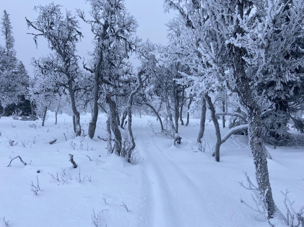 Klicka för att förstora