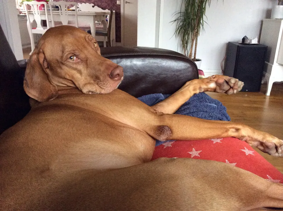 Klicka för att förstora