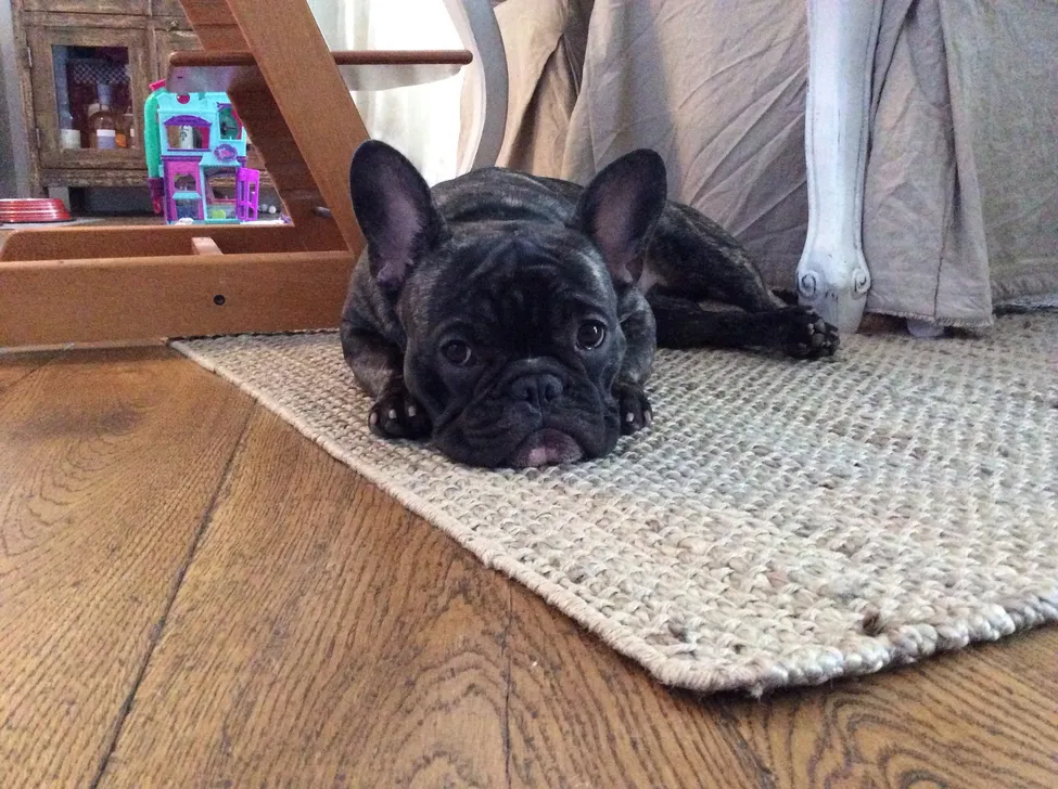 Klicka för att förstora