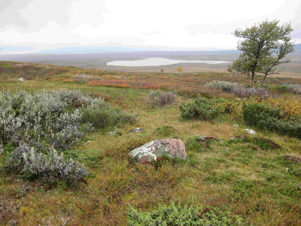 Klicka för att förstora