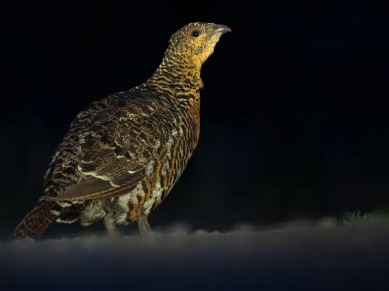 Klicka för att förstora