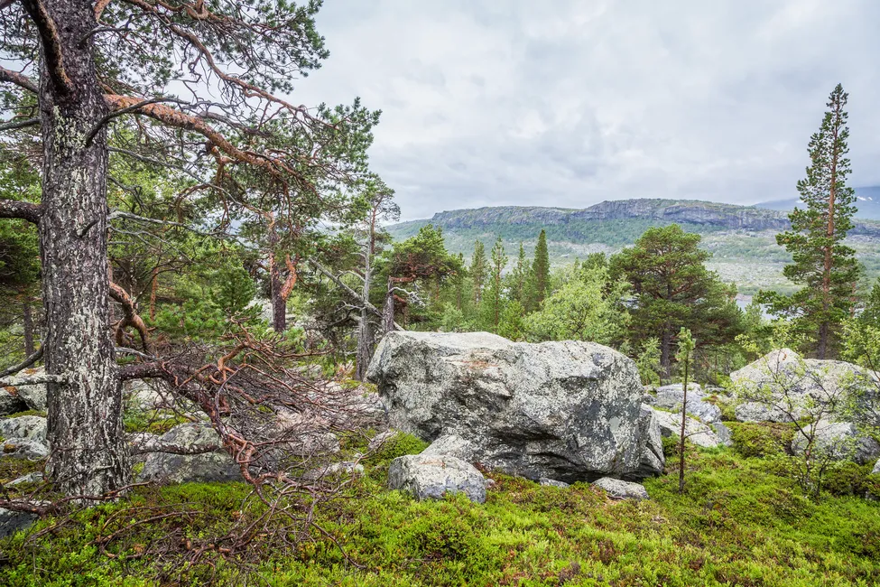 Klicka för att förstora