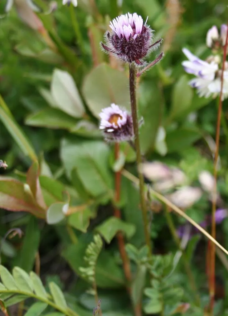 Klicka för att förstora