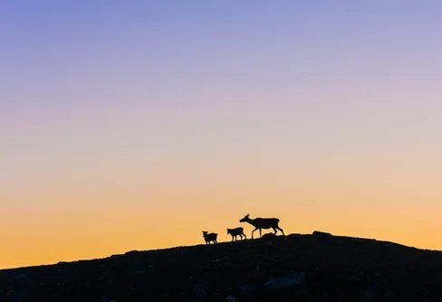 Förnuft och snusförnuft - om gruvorna
