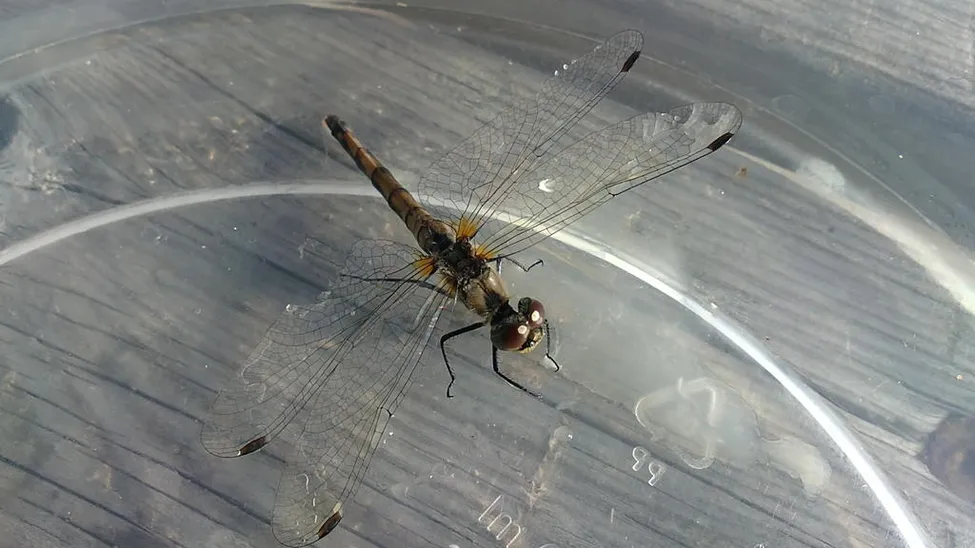 Klicka för att förstora