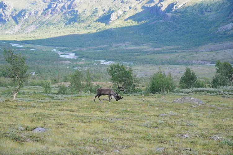 Klicka för att förstora