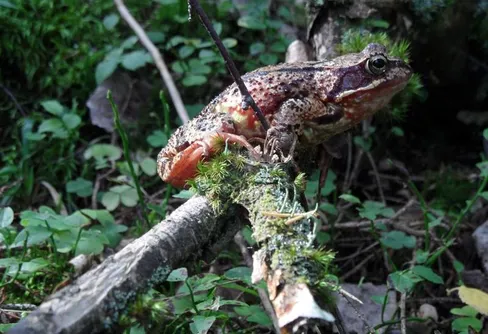 Vindskyddsjakten fortsätter i sällskap av balanskonstnär och en jättelik trio