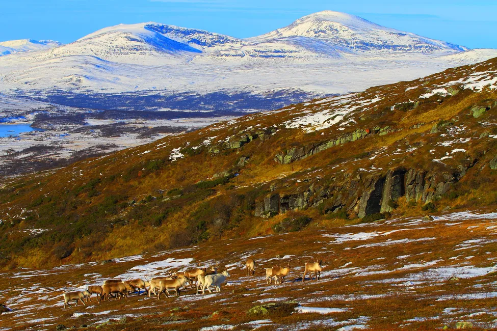 Klicka för att förstora