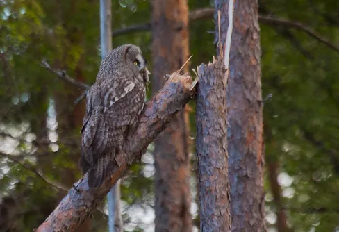 Lappuggla häckar i Närke!