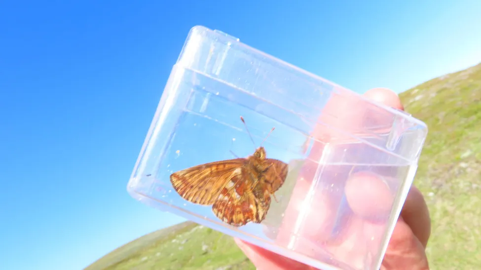 Klicka för att förstora