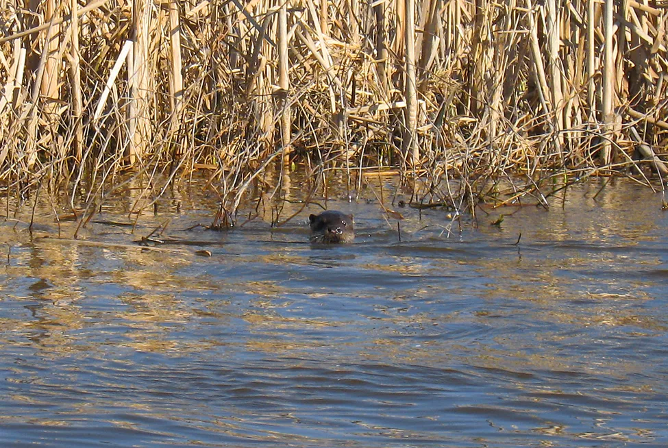 Klicka för att förstora
