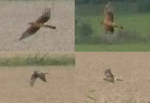 Stäpphök i danskt sällskap