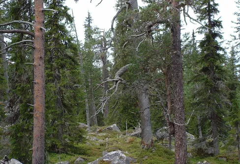 Nya naturreservat och förbättrad tillgänglighet till värdefull natur