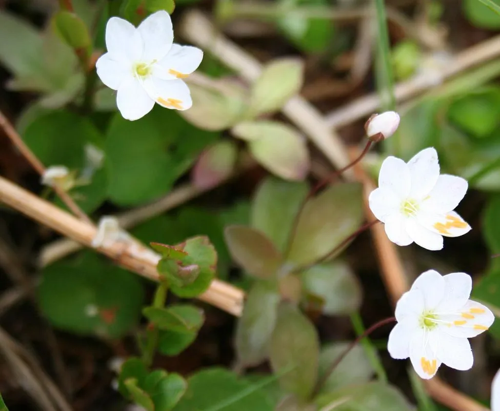Klicka för att förstora