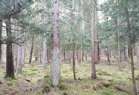 Idegranarna får ett skyddat hem i södra Dalsland