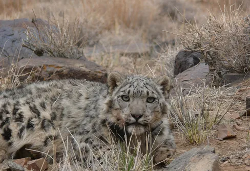23 snöleoparders liv kartlagt
