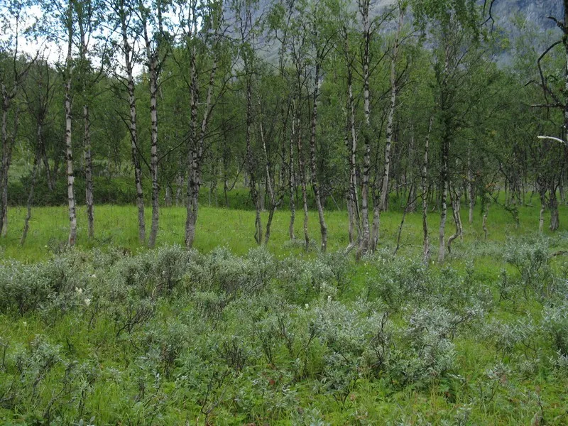 Klicka för att förstora