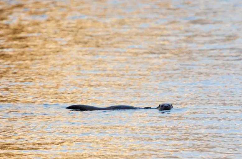 Klicka för att förstora
