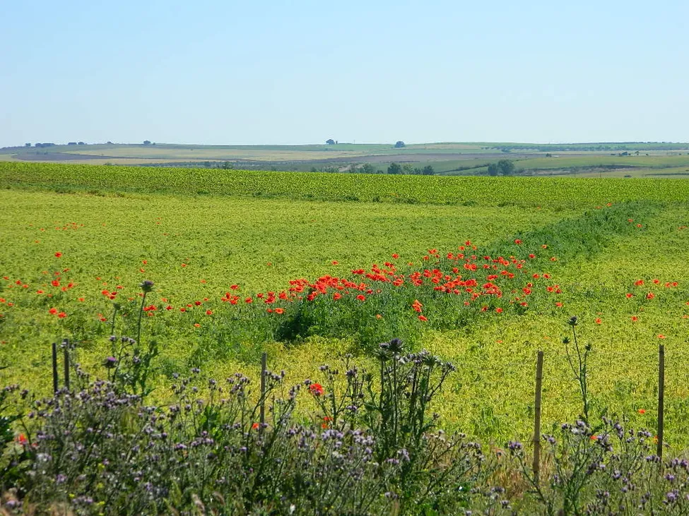 Klicka för att förstora