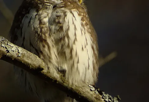 Min vän sparvugglan