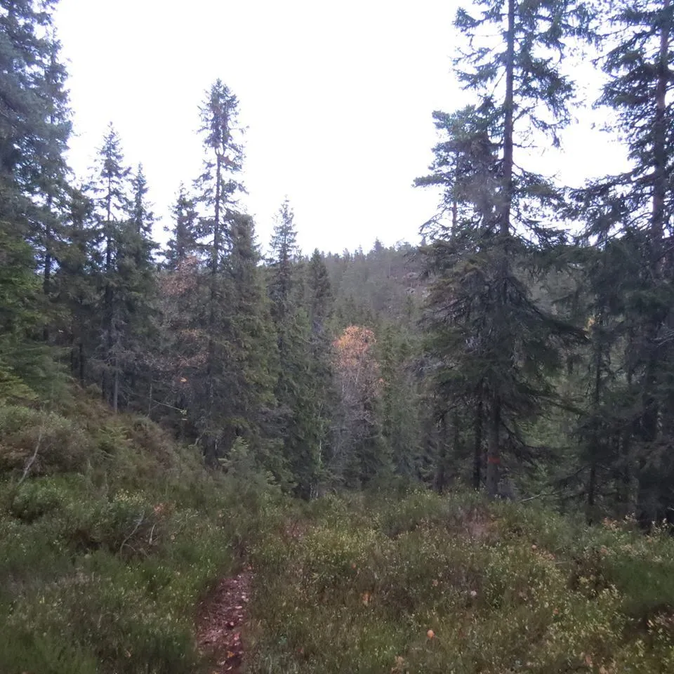 Klicka för att förstora