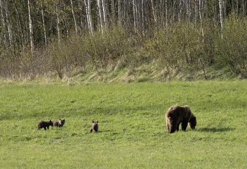 Nallar på grönbete
