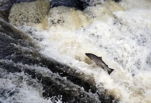 Invigning av ett av Europas största vattenrestaureringsprojekt!