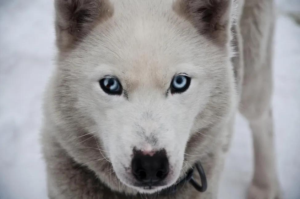 Klicka för att förstora
