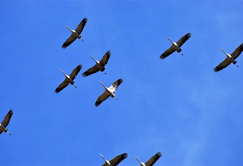 Första tranorna har anlänt till Hornborgasjön