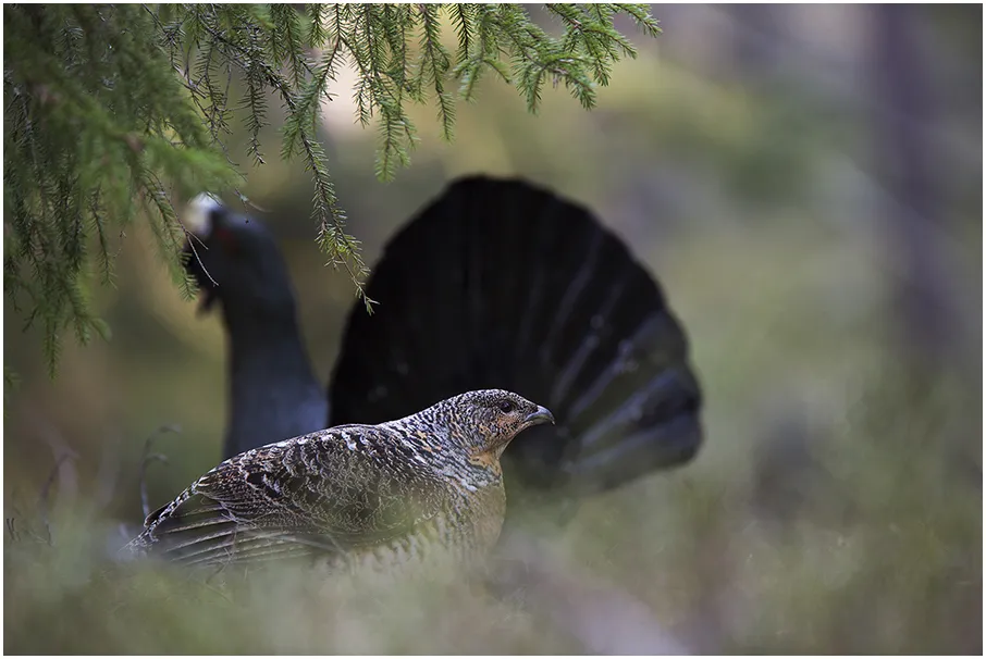 Klicka för att förstora