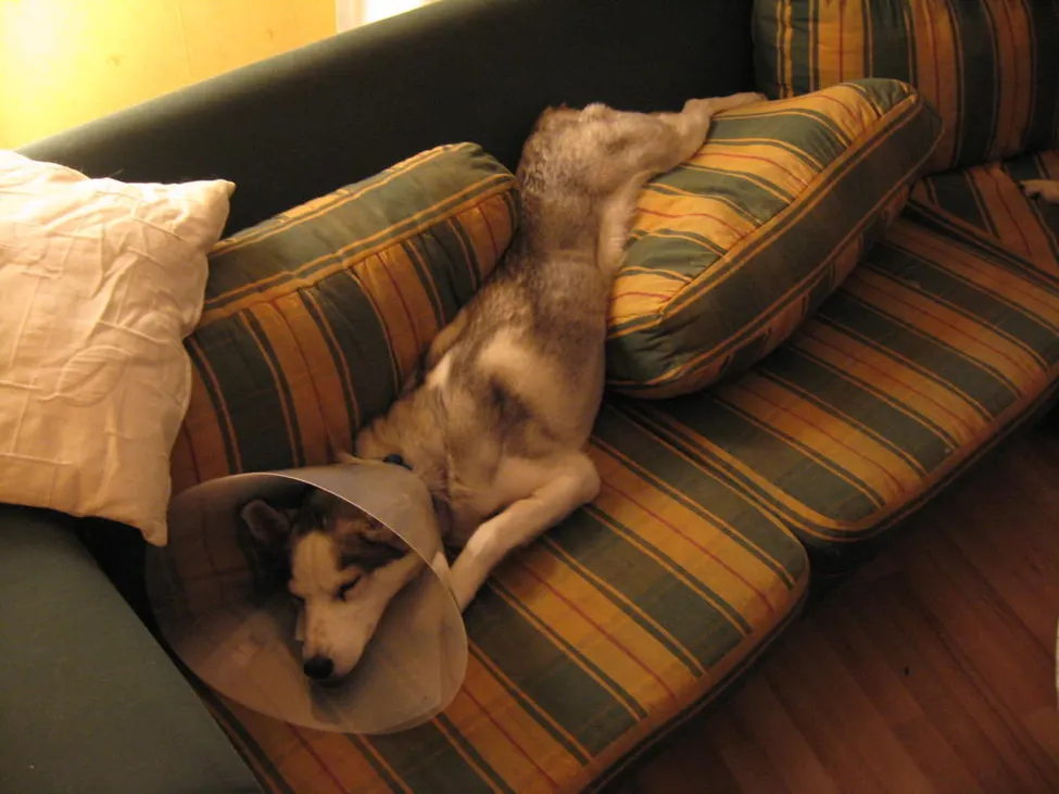 Klicka för att förstora