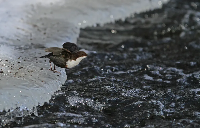 Klicka för att förstora