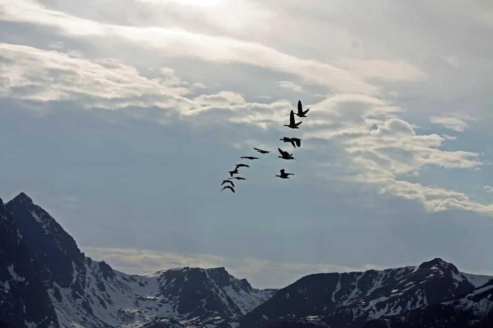 Klicka för att förstora