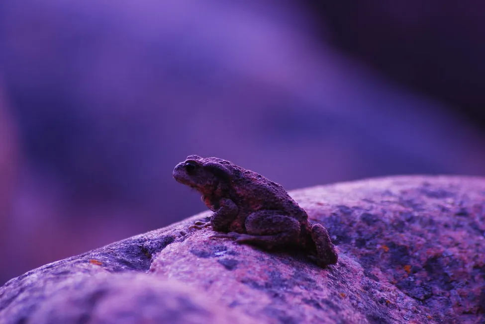 Klicka för att förstora